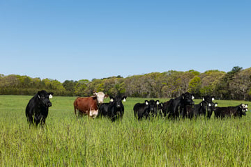Acabonac Farms cows on the range